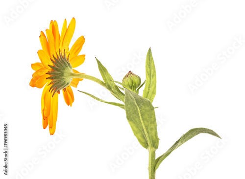 Marigold flower isolated on a white background. Calendula.