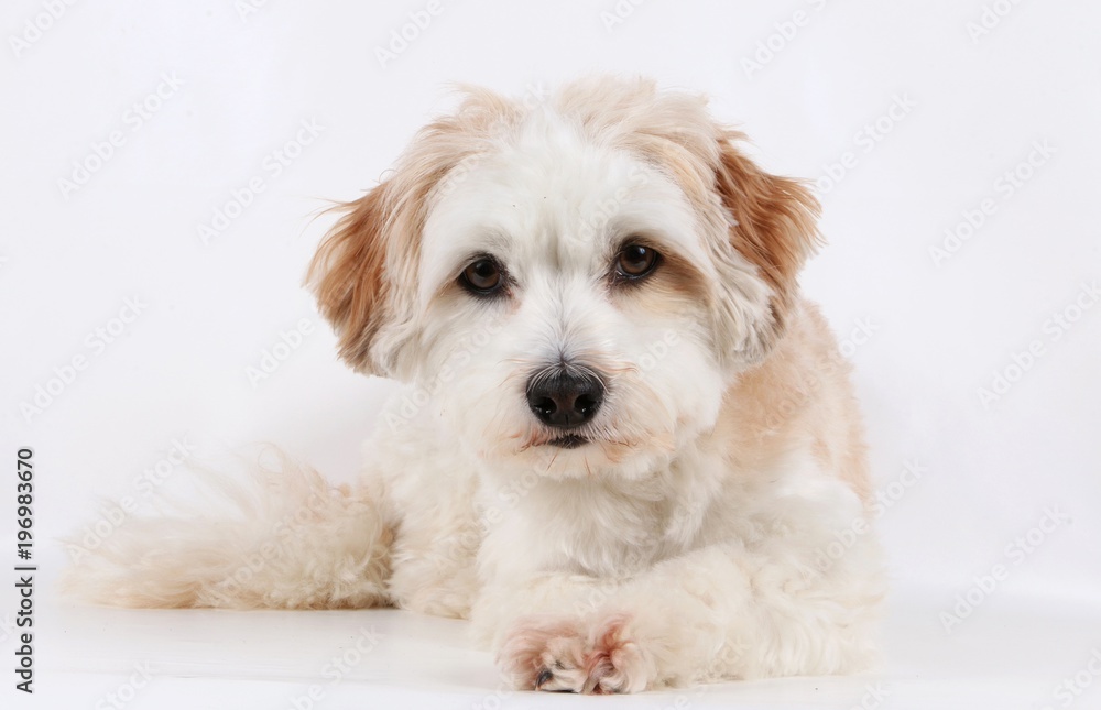 small havanese is lying in the studio small havanese is lying in the studio