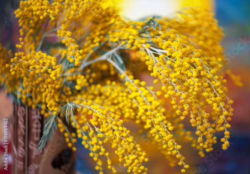 Spring Mimosa on a bright background