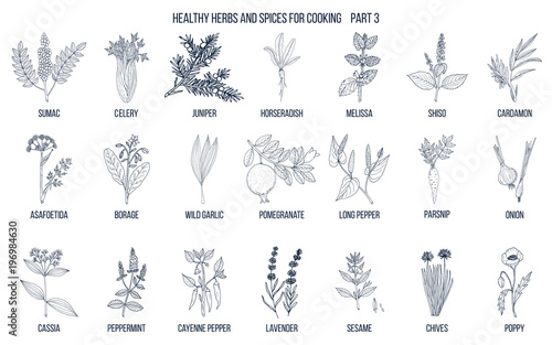 Hand drawn set of culinary herbs and spices