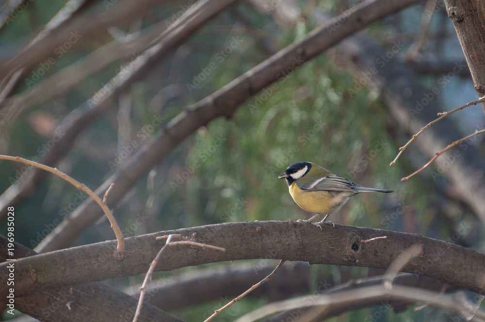 Naklejka premium portrait of a Great Tit resting on a tree branch