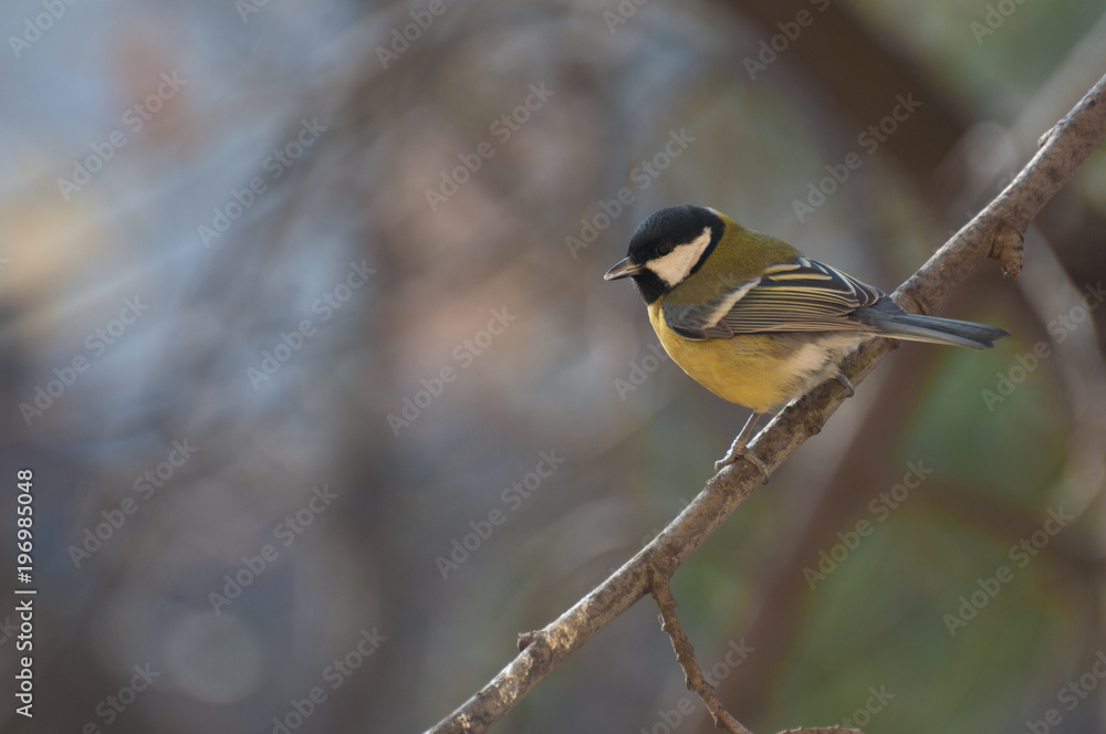 portrait of a Great Tit on a twig portrait of a Great Tit on a twig