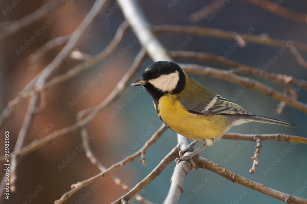 Naklejka premium Great Tit singing on a twig and looking at the camera