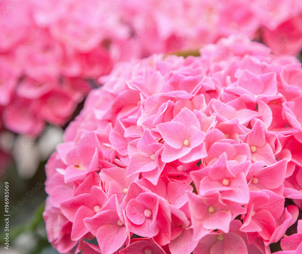 Fototapeta premium Flowers