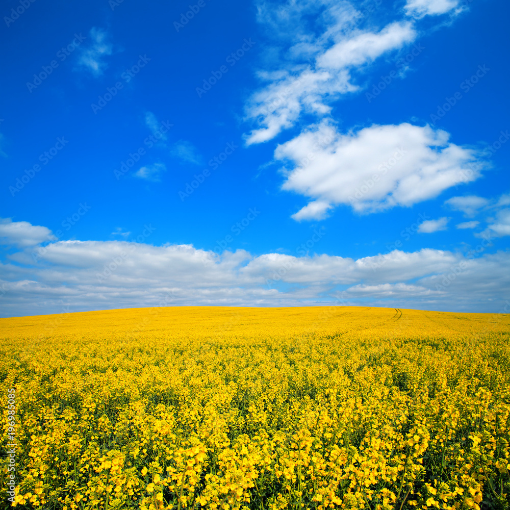 Endless Field of Rapeseed in Bloom under Blue Sky with Cumulus Clouds