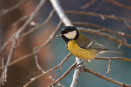 Great Tit singing on a twig and looking at the camera