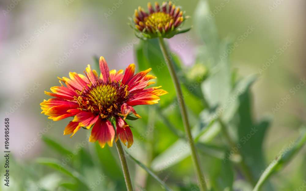 Gaillardia aristata, blanket flower, flowering plant in the sunflower family Gaillardia aristata, blanket flower, flowering plant in the sunflower family