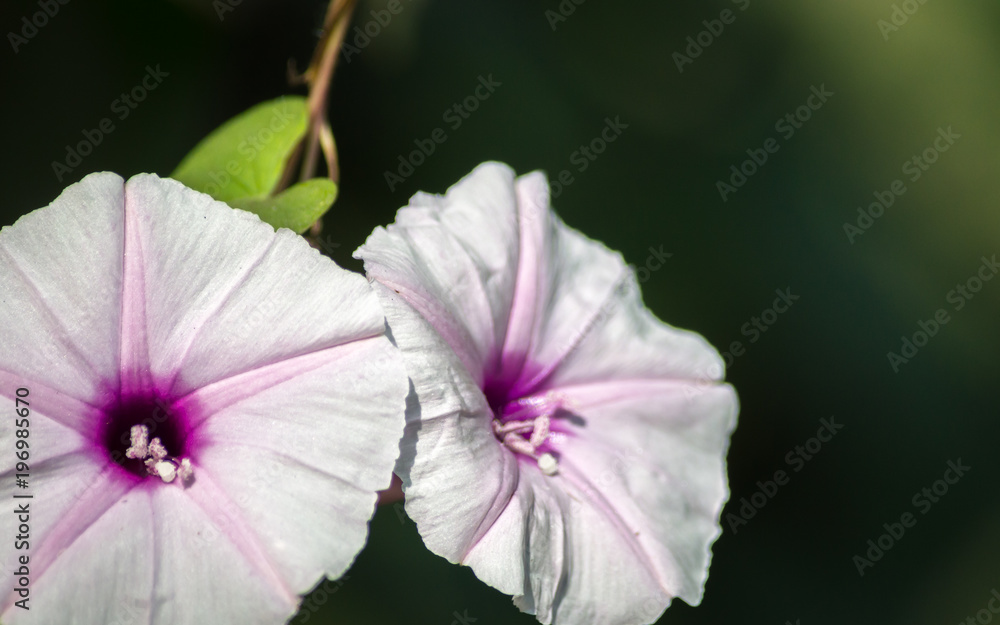 Isolated purple flower from sweet potato on a dark isolated background Isolated purple flower from sweet potato on a dark isolated background
