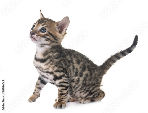 bengal kitten in studio