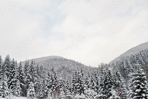 Pine trees covered by snow at Carpathian mountains. Beautiful winter landscapes. Frost nature.