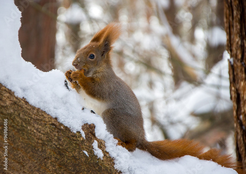 Squirrel in winter forest © ola_pisarenko