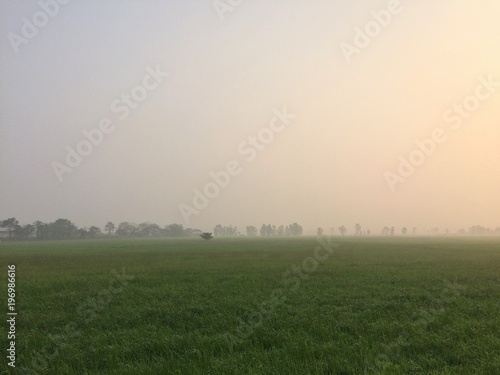 View landscape countryside rice field on nature.