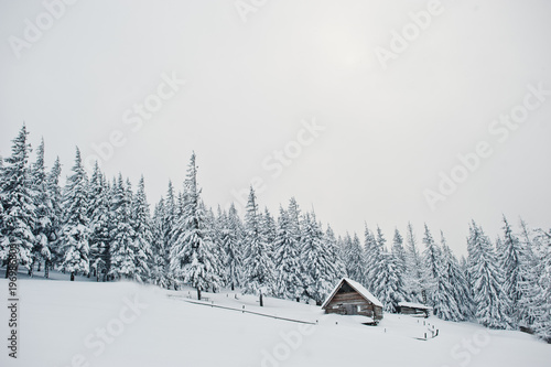 Pine trees covered by snow with wooden house on mountain Chomiak. Beautiful winter landscapes of Carpathian mountains, Ukraine. Frost nature. © AS Photo Family