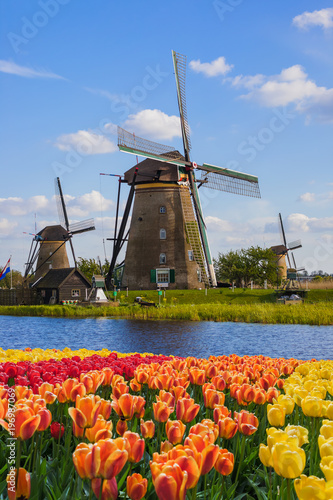 Canvas Print Windmills and flowers in Netherlands