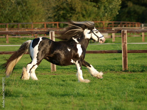 Running Stallion