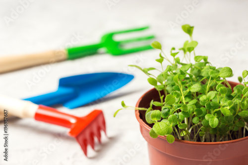 seedlings of forget-me-not flower in a plastic pot and gardening tools