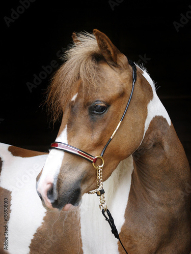 Miniature Horse Head Shot