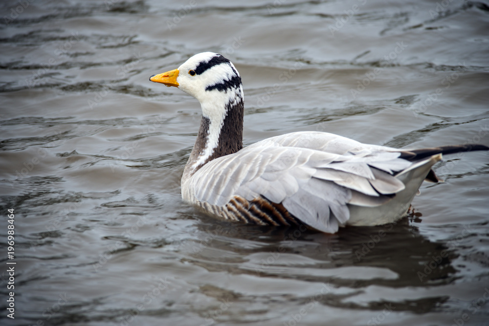 The beautifully-marked Bar-headed Goose (Anser indicus). This high-flying goose has been seen migrating at 28,000 feet over the Himalayas.