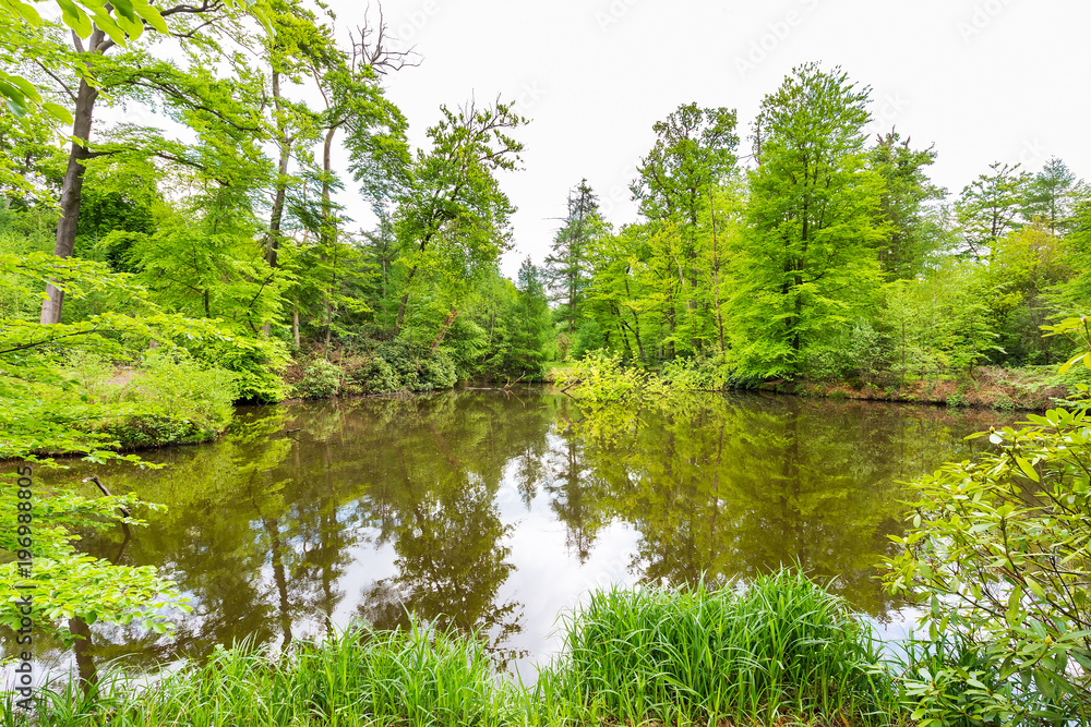 Green trees around forest pond in spring season Green trees around forest pond in spring season