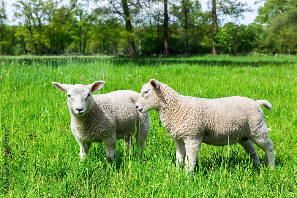 Two white dutch lambs in green spring pasture Two white dutch lambs in green spring pasture