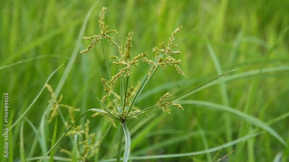 Grass flowers in the field Grass flowers in the field