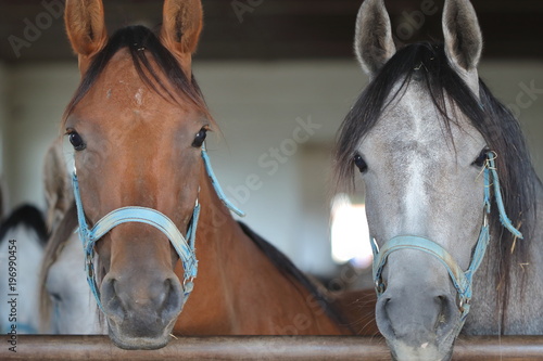 Portret dwóch głów koni czystej krwi arabskiej, w stajni, jeden koń maści ksztanowatej, drugi siwy, patrzą wprost do obiektywu, w tle, nieostre, wnętrze stajni i inne konie