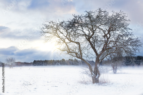 Wallpaper Mural Bare tree in a snow field with sunrise Torontodigital.ca