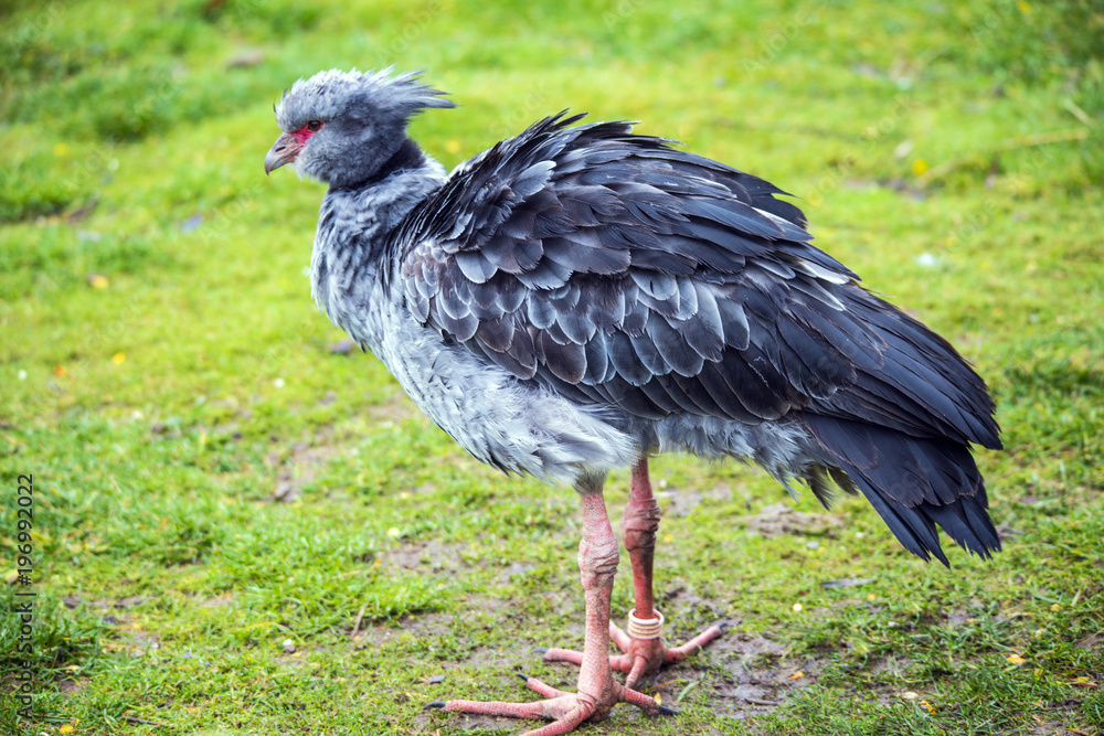Crested Screamer (Chorna Torquata), also called the Southern Screamer. Crested Screamer (Chorna Torquata), also called the Southern Screamer.