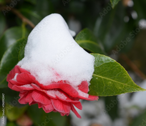 Kamelie rot nach Wintereinbruch