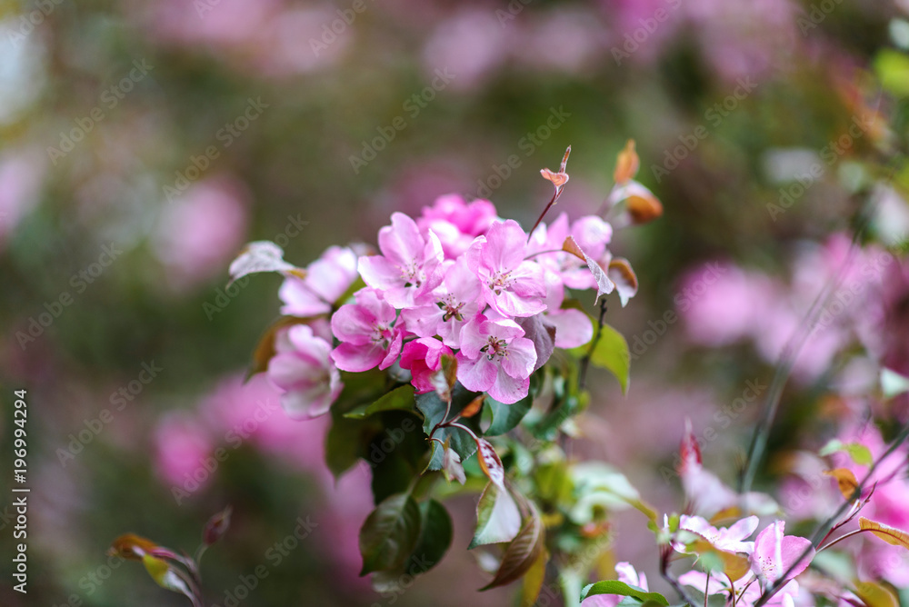 Blooming tree at spring, fresh pink flowers Blooming tree at spring, fresh pink flowers