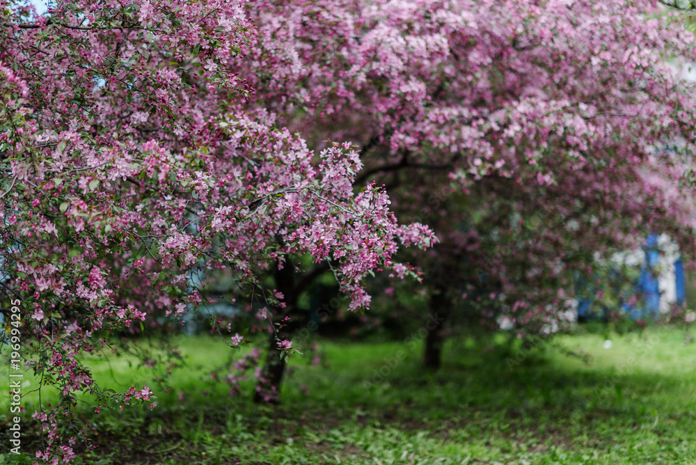 Blooming tree at spring, fresh pink flowers Blooming tree at spring, fresh pink flowers