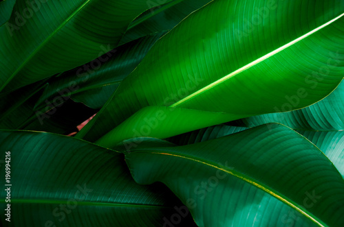 Closeup Green leaf nature for background . Creative made of green tree leaves.