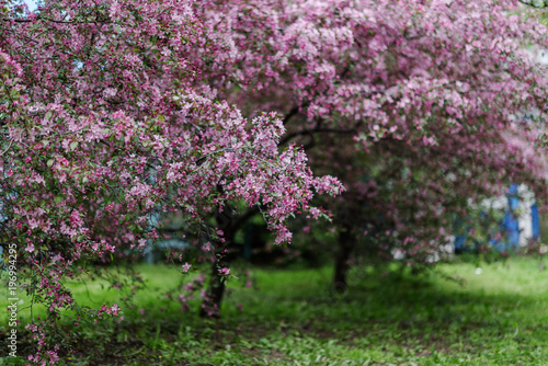 Blooming tree at spring  fresh pink flowers