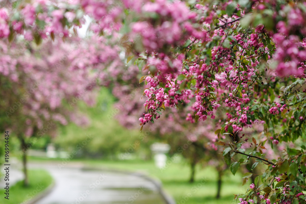 Obraz premium Blooming tree at spring, fresh pink flowers