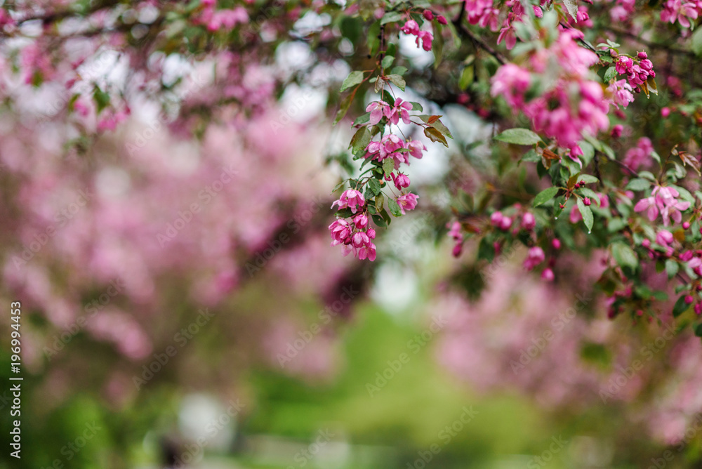 Blooming tree at spring, fresh pink flowers