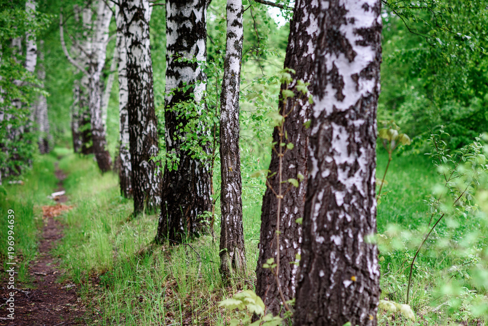 Birch forest. Background of nature on forest lake Birch forest. Background of nature on forest lake