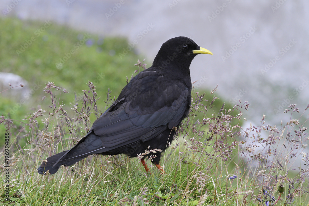 Fototapeta premium Alpendohle (Pyrrhocorax graculus) 