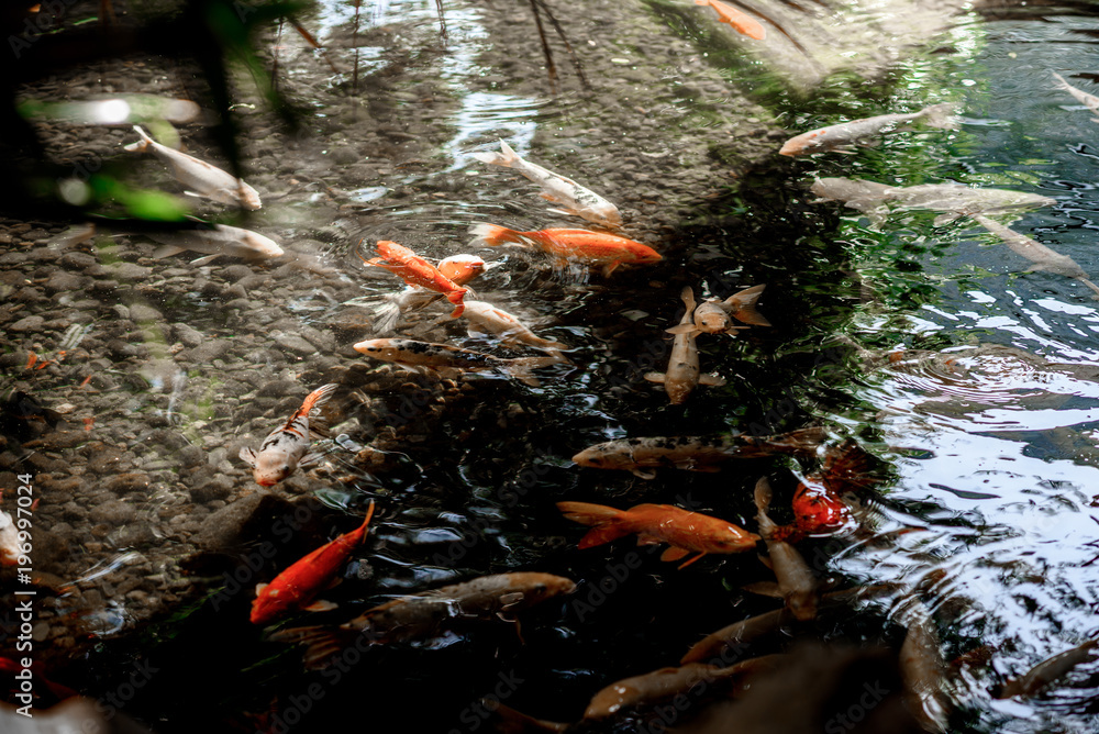 Obraz premium The fishes