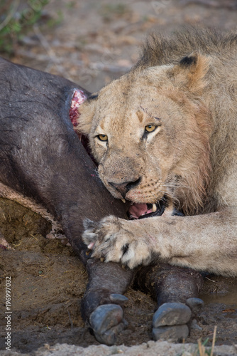 A vertical  close up image of a lioness  Panthera leo  gnawing on the leg of a fresh buffalo kill in the Greater Kruger Transfrontier Park  South Africa.