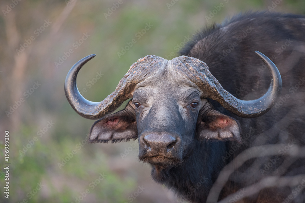 Naklejka premium A horizontal, colour image of a buffalo cow, Syncerus caffer, looking at the camera in the Greater Kruger Transfrontier Park, South Africa.