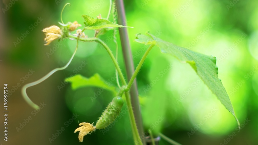 Young cucumber with a yellow flower growing in a greenhouse Young cucumber with a yellow flower growing in a greenhouse