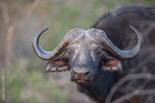 A horizontal, colour image of a buffalo cow, Syncerus caffer, looking at the camera in the Greater Kruger Transfrontier Park, South Africa.