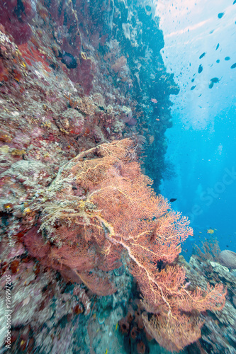 Coral reef off coast of Bali