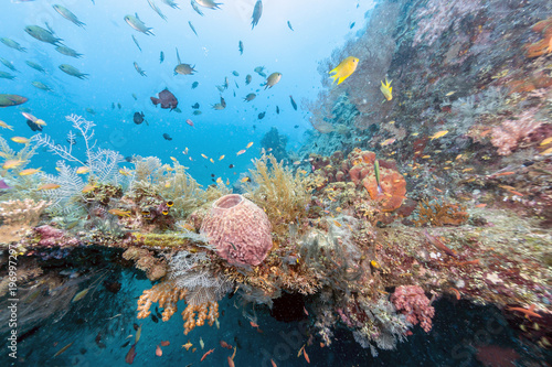 Fototapeta Naklejka Na Ścianę i Meble -  Coral reef off coast of Bali