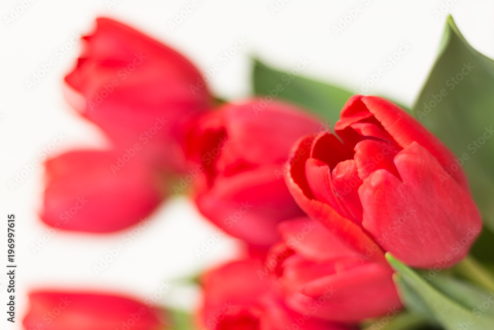 Bouquet of red tulips on white background. Macro. Selective focus. Defocused, blurred backdrop Bouquet of red tulips on white background. Macro. Selective focus. Defocused, blurred backdrop
