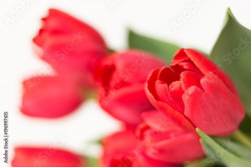 Bouquet of red tulips on white background. Macro. Selective focus. Defocused, blurred backdrop