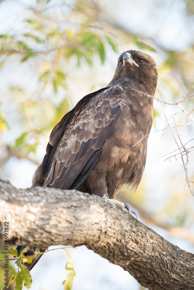 Fototapeta premium A vertical, colour image of a Wahlberg's eagle, Aquila wahlberg, in the Greater Kruger Transfrontier Park, South Africa.