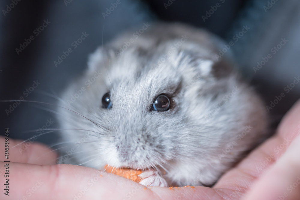 Cute little hamster pet holding on the hands and eating yummy Cute little hamster pet holding on the hands and eating yummy