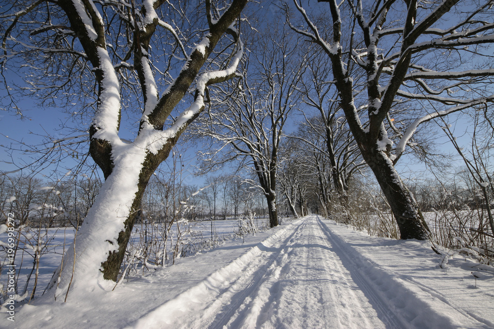 Obraz premium Weg mit Bäume im Winter