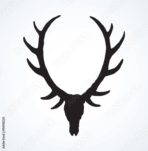 Skull of deer. Vector drawing
